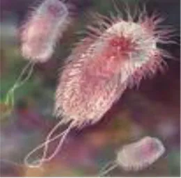 Gambar 2.1. Bentuk mikroskopik Escherichia coli (Zein, 2004).   