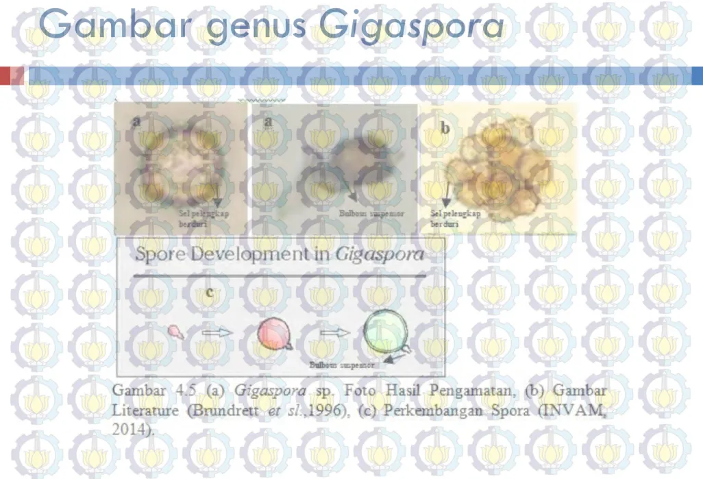 Gambar genus Gigaspora 