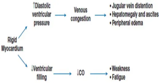 Gambar 6. Patofisiologi Kardiomiopati restriktif. Dikutip dari (3) 
