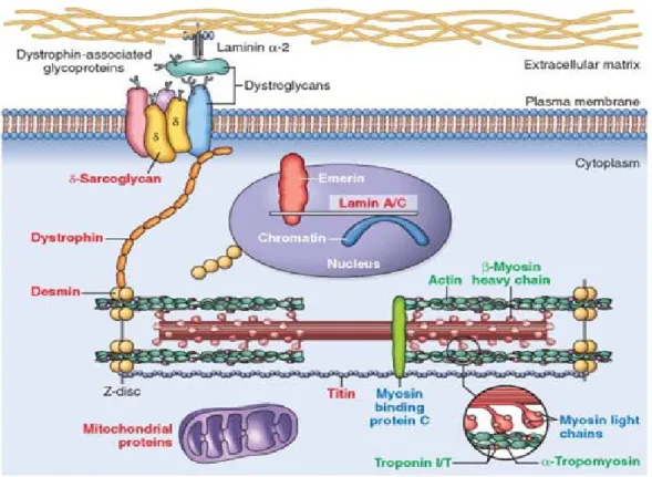 Gambar 5. Patogenesis Kardiomiopati hipertrofik&amp;Kardiomiopati dilatasi dengan sebab genetik (Tulisan berwarna  merah: mutasi protein pada penyakit Kardiomiopati dilatasi, tulisan berwarna biru: mutasi protein pada penyakit 