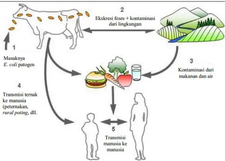 Gambar 4. Transmisi infeksi E. coli O157:H7 dari ternak ke manusia  Sumber : Siech (2001) 