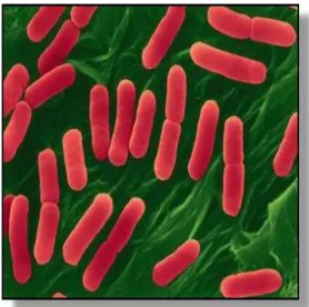 Gambar 3. Bentuk bakteri Escherichia coli pada mikroskop elektron  Sumber : Stevens (2009) 