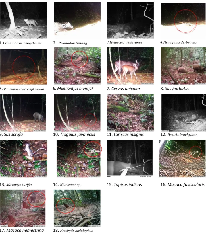 Gambar 1.  Jenis-Jenia Mamalia di  Hutan Konservasi PT TKA dan PT KSI 