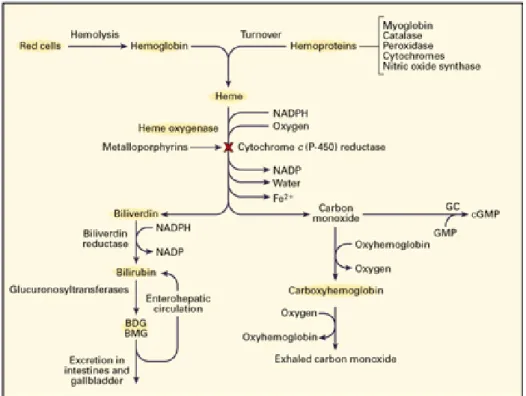 Gambar 2. Alur Metabolisme Pemecahan Hem dan Pembentukan Bilirubin  Sumber : Dennery PA, Seidman PS, Stevenson DK 5