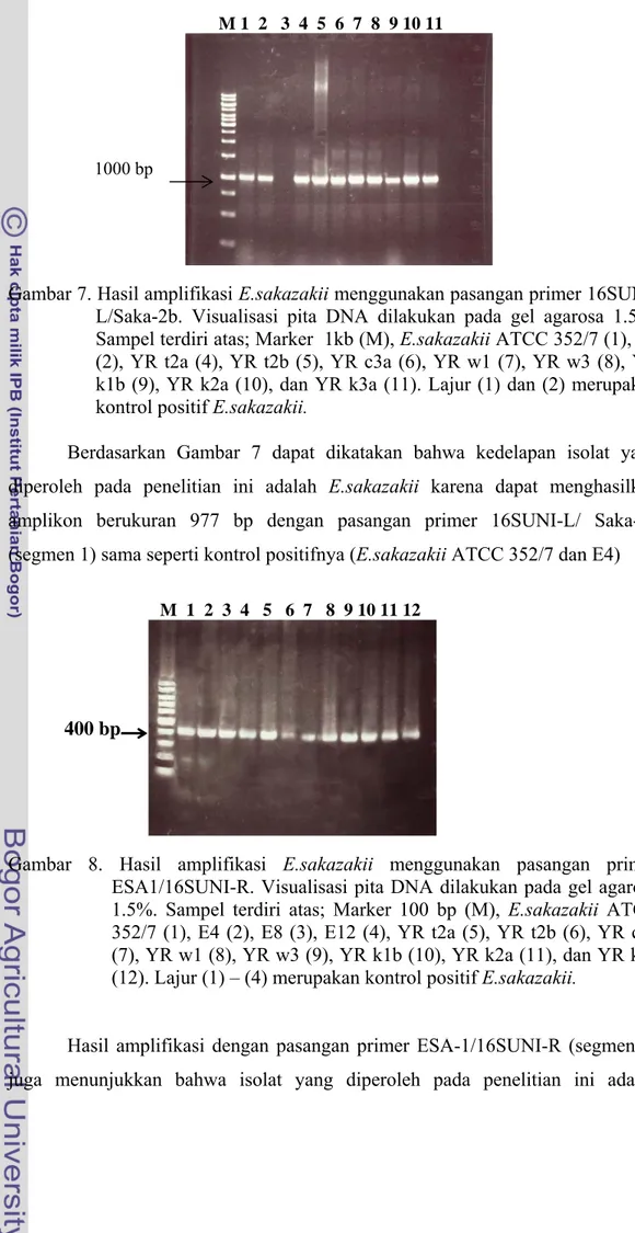 Gambar 7. Hasil amplifikasi E.sakazakii menggunakan pasangan primer 16SUNI- 16SUNI-L/Saka-2b