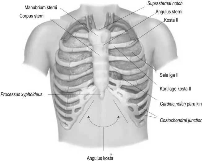 Gambar 1. Anatomi Dinding Dada Bagian Anterior 