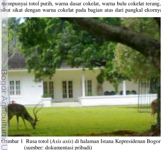 Gambar 1  Rusa totol (Axis axis) di halaman Istana Kepresidenan Bogor  (sumber: dokumentasi pribadi) 