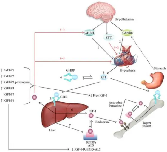 Gambar 3. Axis IGF-1/GH dan ghrelin (Salas, 2013)  6.  Peran IGF-1 pada penyakit jantung bawaan 