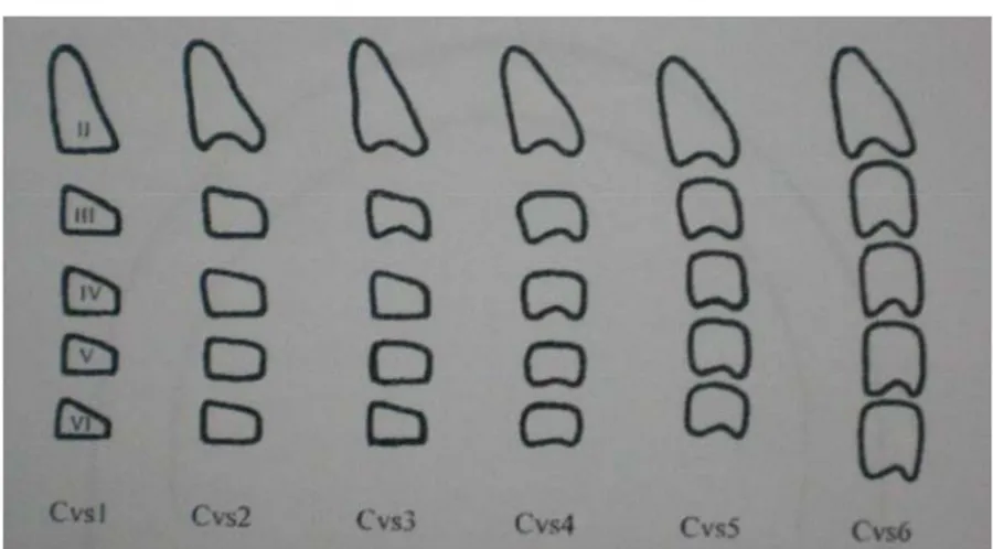 Gambar 9. Vertebra servikal Cvs1 – Cvs6.  12