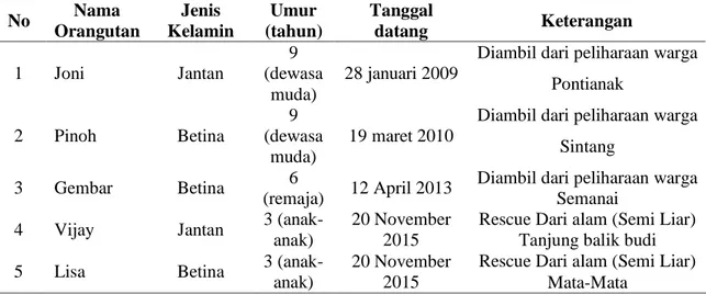 Tabel 1. Data Orangutan Rehabilitasi (YIARI) (Data Orangutan Rehabilitation)  No  Nama  Orangutan  Jenis  Kelamin  Umur  (tahun)  Tanggal datang  Keterangan  1  Joni  Jantan   9  (dewasa  muda)   28 januari 2009 