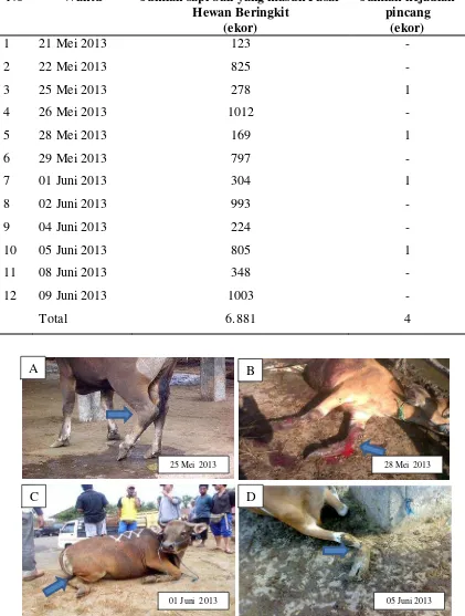 Table 1. Kejadian pincang pada sapi bali yang di pasarkan di Pasar Hewan Beringkit 