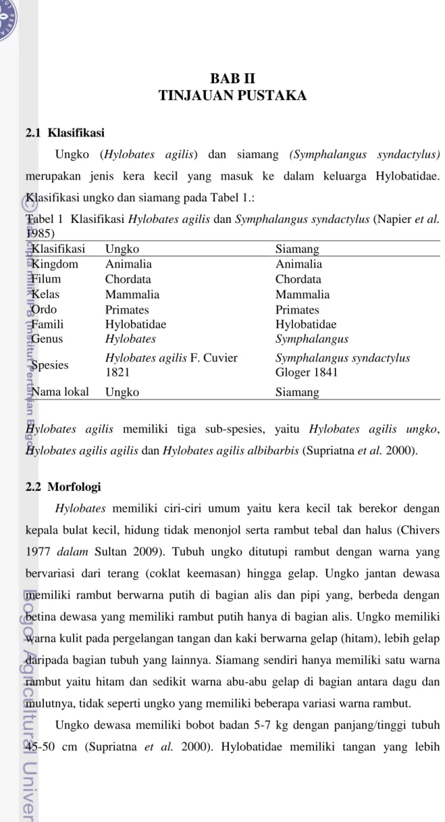 Tabel 1  Klasifikasi Hylobates agilis dan Symphalangus syndactylus (Napier et al. 