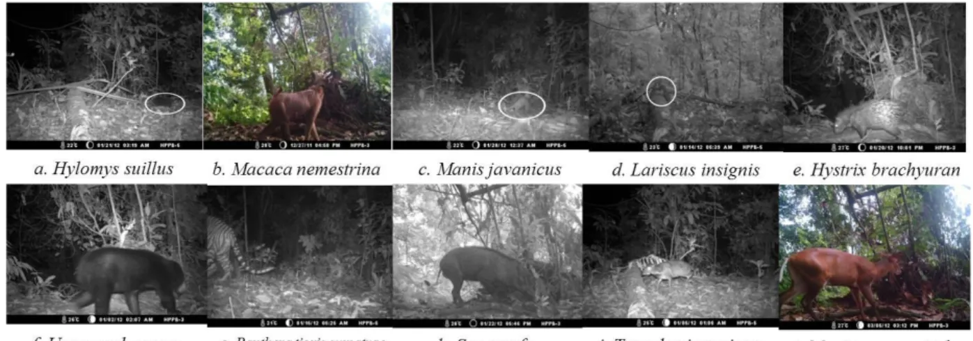 Tabel  2.  Jenis-jenis  di  Hutan  Pendidikan  dan  Penelitian  Biologi  yang  Berhasil  Diidentifikasi  Melalui Foto Camera Trap