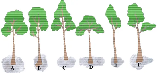 Gambar 3. Bentuk tajuk pohon. (a) tajuk bola, (b) tajuk silinder, (c) tajuk kerucut,  (d) tajuk payung, (e) tajuk kosong pada satu sisi, dan (f) tajuk tidak beraturan 
