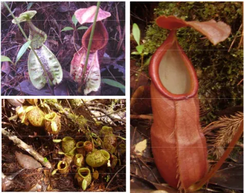 Gambar 7. Beberapa jenis Nepenthes spp. yang ada di Hutan Batang Toru 