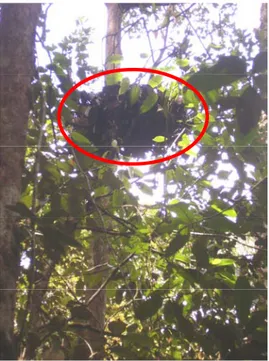 Gambar 8. Sarang Orangutan di lokasi penelitian Hutan Batang Toru  