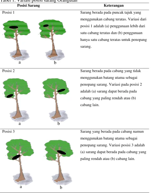 Tabel 1. Variasi posisi sarang Orangutan 