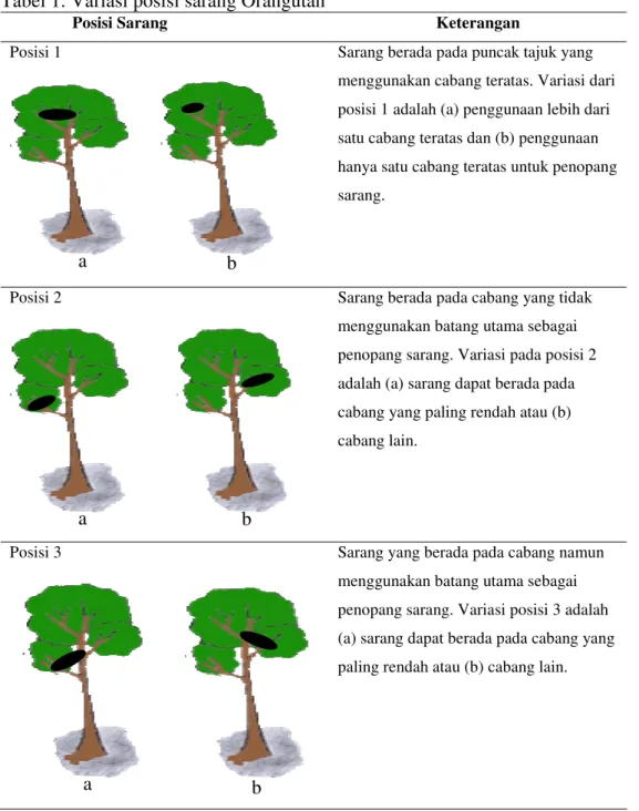 Tabel 1. Variasi posisi sarang Orangutan 