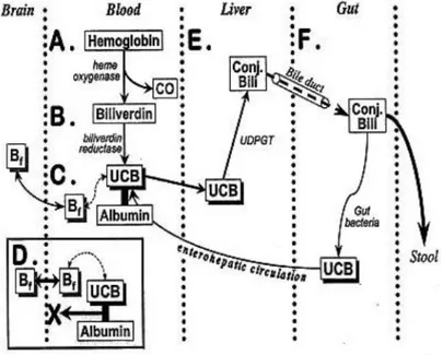 Gambar 2 .  Metabolisme bilirubin .  Sumber: Shapiro SM. 42   