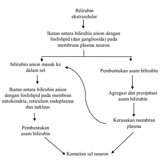 Gambar 3. Urutan neurotoksisitas bilirubin.  