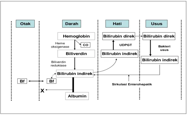 Gambar 1. Sintesis &amp; metabolisme bilirubin (masuknya BIS bebas ke otak)  18