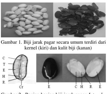 Gambar 1. Biji jarak pagar secara umum terdiri dari  kernel (kiri) dan kulit biji (kanan) 