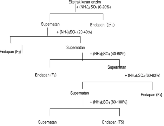 Gambar 1.  Skema proses pengendapan enzim dengan penambahan amonium sulfat       Supernatan Endapan  (F1) Endapan (F2) Supernatan + (NH4)2SO4 (40-60%) Supernatan Endapan (F3)+ (NH4)2SO4 (60-80%)     Supernatan           Endapan (F 4 ) + (NH4)2SO4 (80-100%)