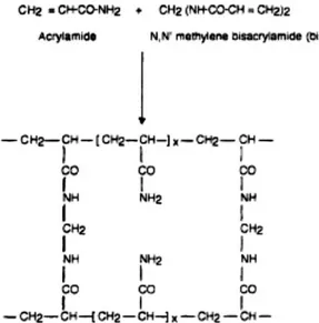 Gambar 5 Proses polimerisasi dari akrilamida (Walker 1996) 
