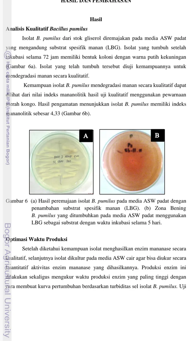 Gambar 6  (a) Hasil peremajaan isolat B. pumilus pada media ASW padat dengan  penambahan  substrat  spesifik  manan  (LBG)