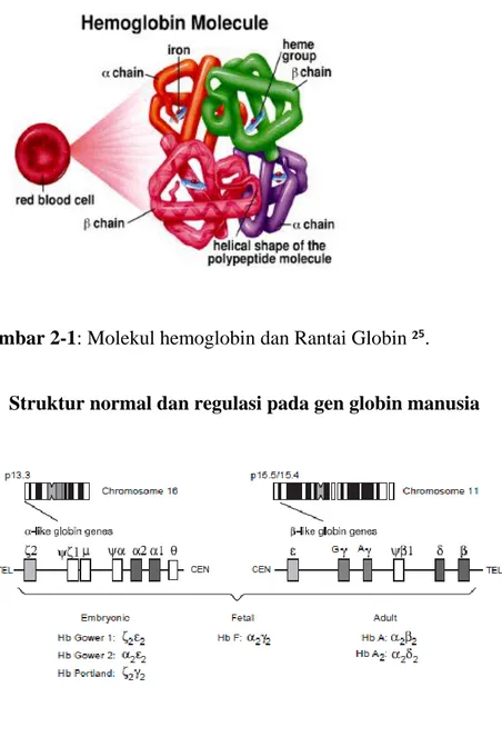 Gambar 2-1: Molekul hemoglobin dan Rantai Globin ²⁵. 