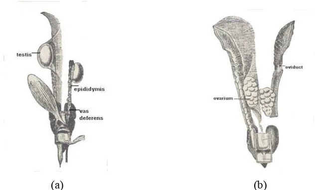 Gambar 1. Organ reprodukasi pada lacerta (kadal) (Parker dan Haswell, 1962). (a) jantan dan (b) betina 
