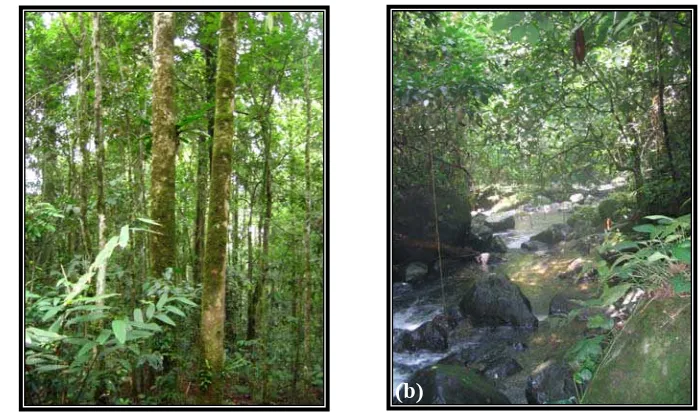 Gambar 3. Kondisi vegetasi pada jalur pengamatan primer (a) jalur pengamatan darat (b) jalur pengamatan sungai   