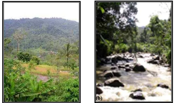 Gambar 4. Kondisi vegetasi pada jalur pengamatan sekunder (a) jalur pengamatan darat (b) jalur pengamatan sungai  