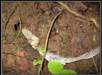 Gambar 9. Sarang ular pada lubang tanah 