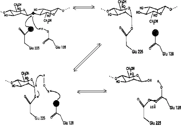 Gambar 2. Mekanisme hidrolisis β-mananase dari Thermonospora fusca [23] 