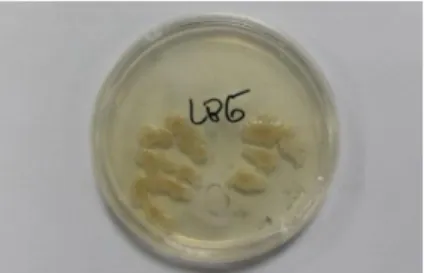 Gambar 1 Hasil peremajaan Bacillus subtilis pada media padat setelah 2 hari  Konsentrasi Optimum Substrat LBG untuk Produksi Enzim Mananase 