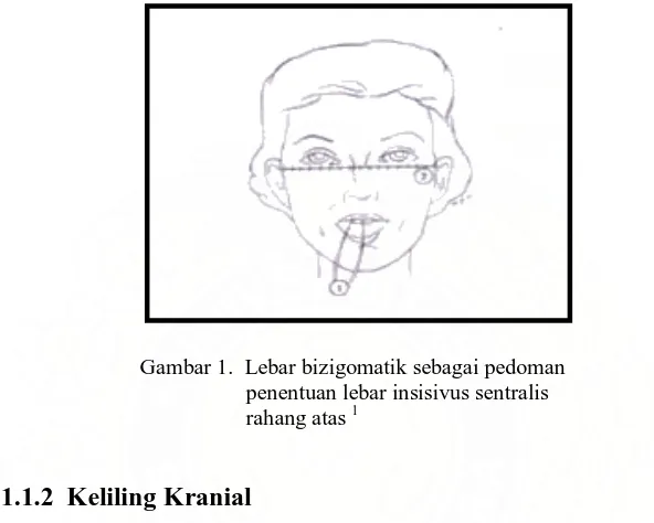 Gambar 1.  Lebar bizigomatik sebagai pedoman penentuan lebar insisivus sentralis 