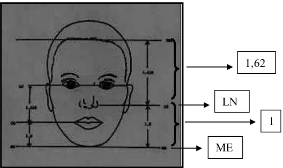 Gambar 11.  Konsep golden proportion pada wajah  dalam hubungan horizontal28 