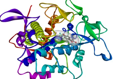 Gambar 1. Struktur makromolekul enzim tyrosinase (dalam kompleks dengan tirosin).