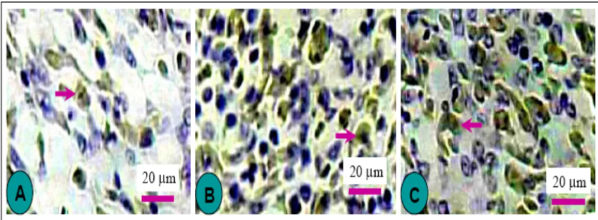 Gambar 2. Sel yang menunjukkan imunoreaktif positif iNOS dengan metode pewarnaan DAB (tanda panah) pada   (A)  jaringan paru ayam kontrol 