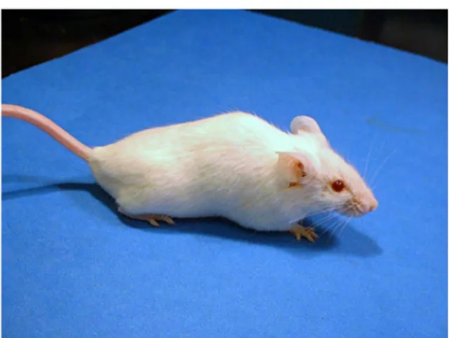 Gambar 1  Mencit sebagai hewan laboratorium. (Sumber: http://news service. 