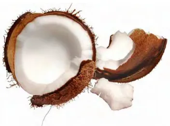 Gambar 2  Buah  kelapa (Cocos nucifera). (Sumber: http://www.wikihow.com/ 
