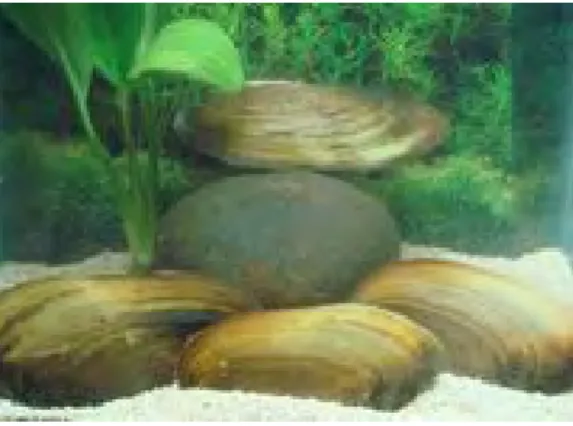 Gambar 4  Cangkang kijing air tawar. (Sumber: http://www.garfishindo.com/ 