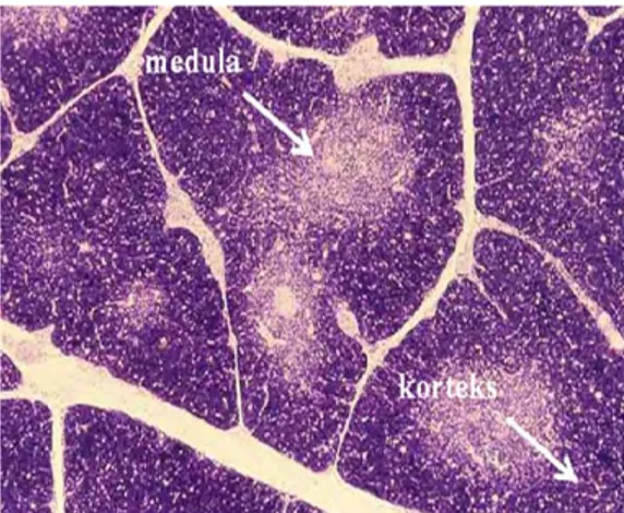 Gambar 6  Gambaran mikroskopik timus.  (Sumber: http://en.wikipedia.org/wiki/ 