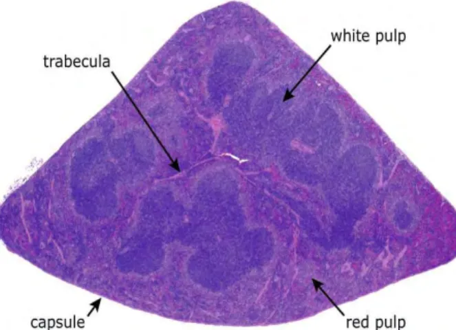 Gambar 7  Gambaran mikroskopik organ limpa. (Sumber: http://www.deltagen. 
