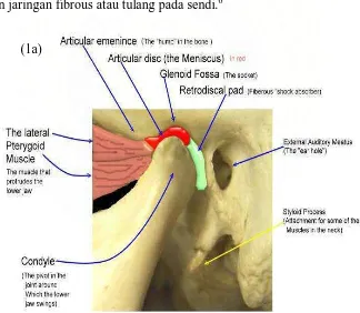 Gambar (1a) Sendi temporomandibula yang normal.24  