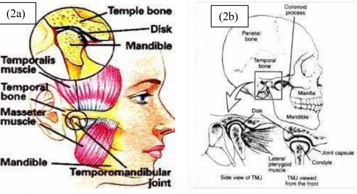 Gambar (2a) dan (2b) Sendi temporomandibula yang normal.12   