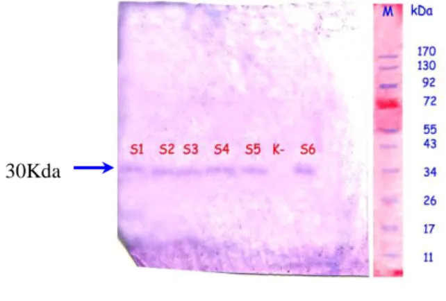Gambar 1.   Karakterisasi  glikoprotein  hMG  hasil  isolasi  dari  urin  perempuan  pascamenopause  dengan  teknik  Western blot