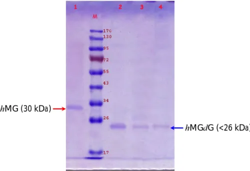 Gambar 1.  Hasil  analisis  protein  hMG  hasil  elektroelusi  dan  hMGdG  hasil  deglikolisasi
