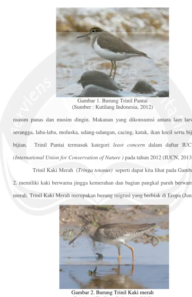 Gambar 1. Burung Trinil Pantai (Sumber : Kutilang Indonesia, 2012)
